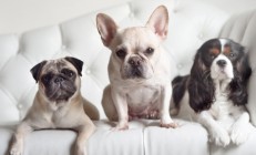 开云体育app-范弗利特展现巨星价值，掘金强势拿下公牛