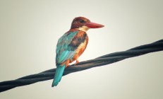 开云足球直播-西决生死战焦点战，火箭踏平老鹰，休斯顿的坚韧与亚特兰大的遗憾