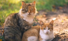 开云体育视频直播-世界排名争夺战焦点战，浙江队战术压制国王，展现亚洲篮球新势力