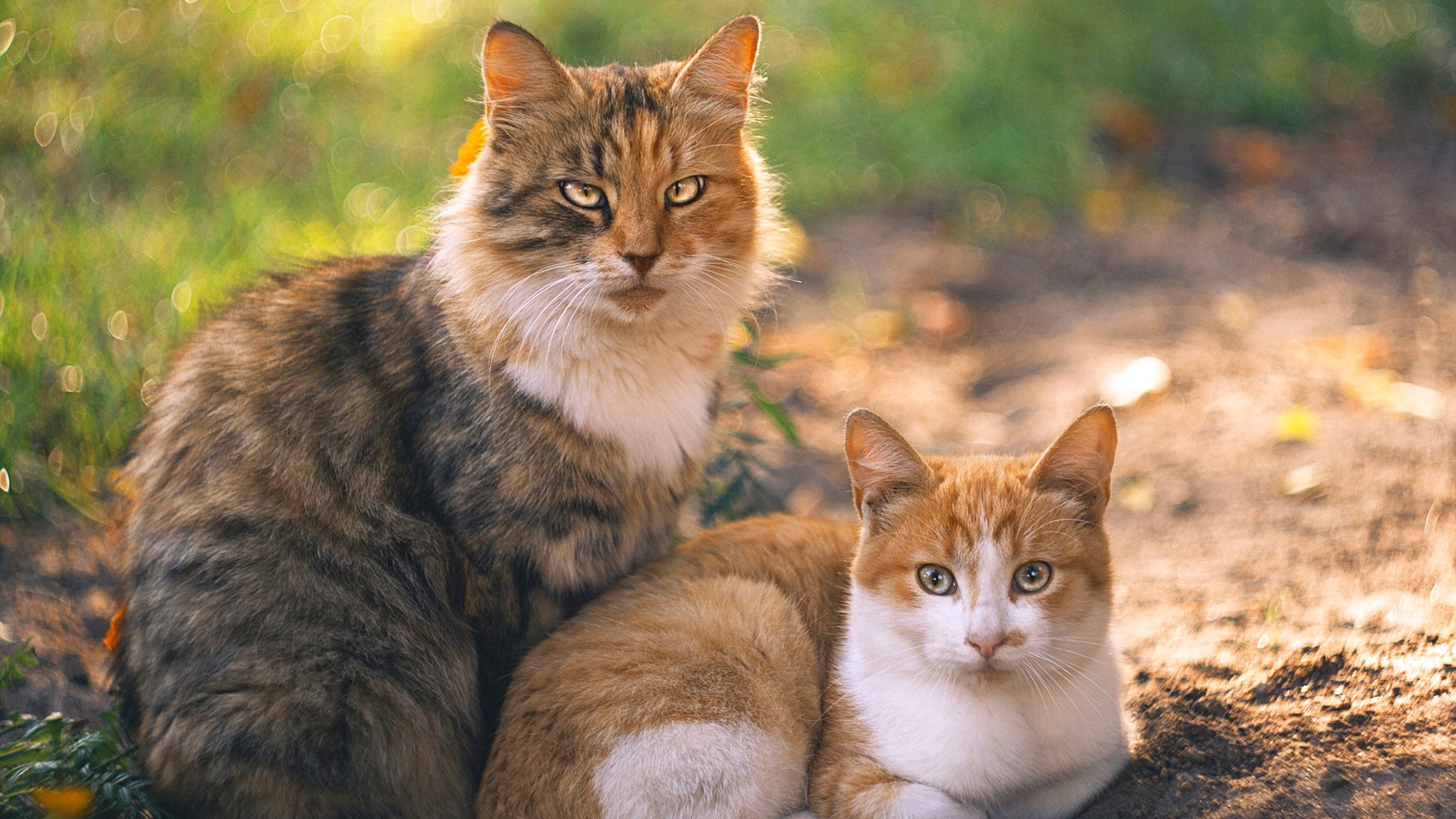 世界排名争夺战焦点战,浙江队战术压制国王,展现亚洲篮球新势力
