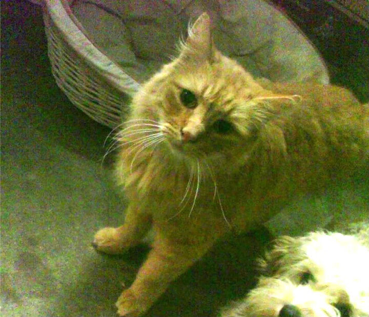 从辽宁到世界，当东方铁血防守遇上克莱的终极接管—2026篮球史诗的双线叙事