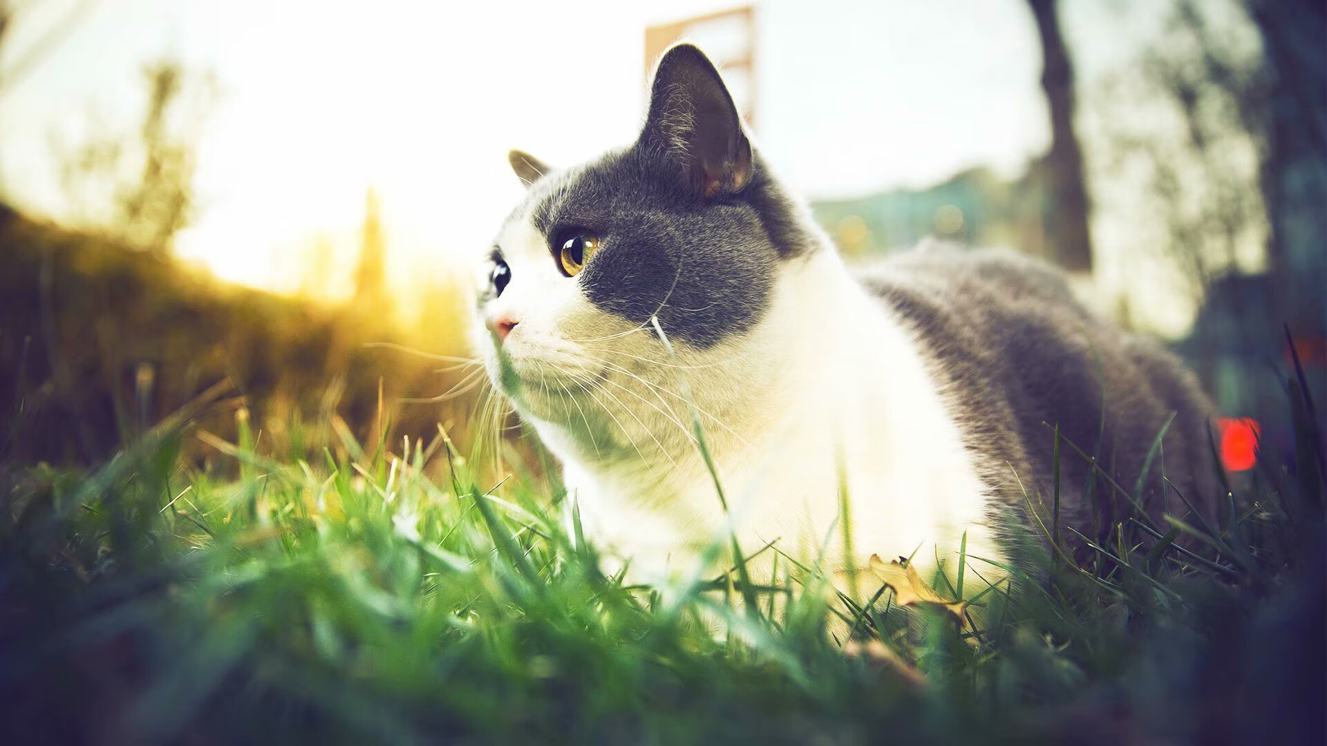 跨界主宰，尼克斯击溃凯尔特人的战术启示，与恩比德欧冠决赛接管比赛的统治力哲学